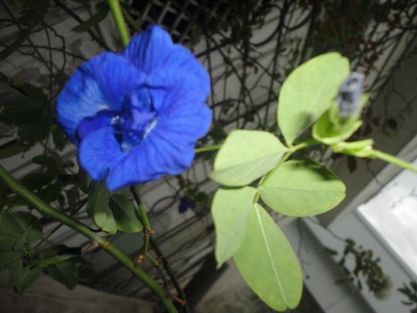 Sementes de Trepadeira De Flores Azuis
