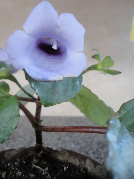 2 Mudas De Planta - Flor Roxa Aveludada